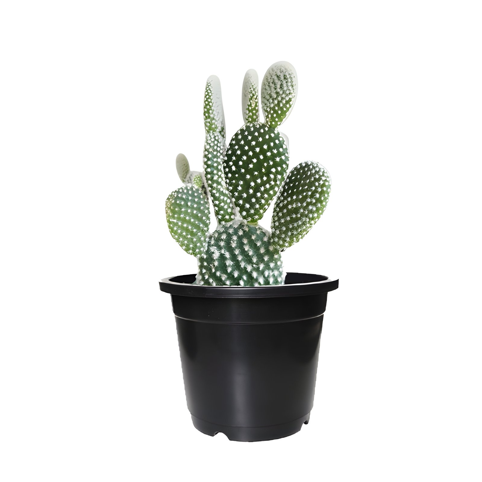 Bunny ear Cactus