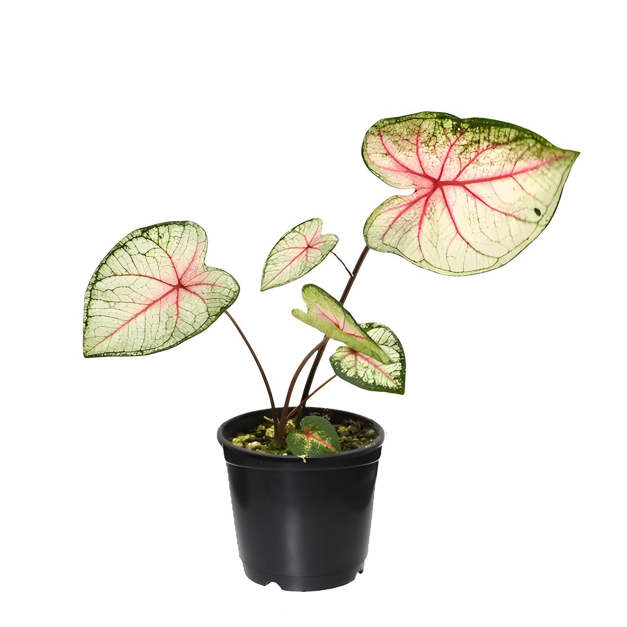 Caladium White Queen Plant Pot