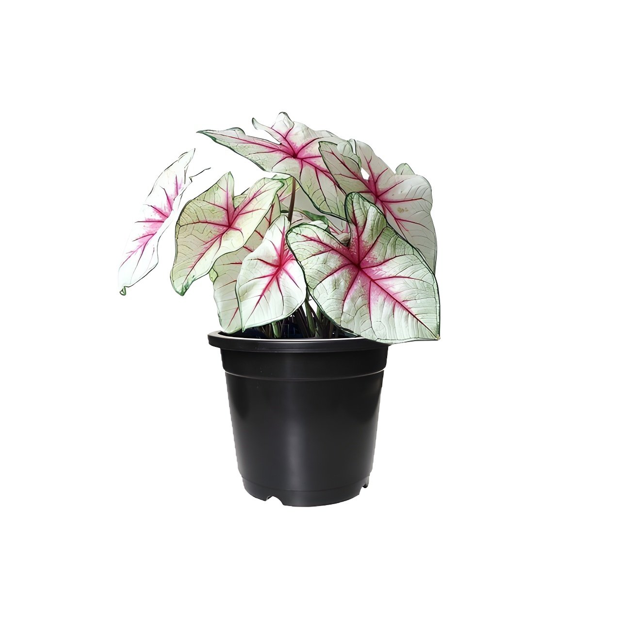 Caladium White Queen Plant