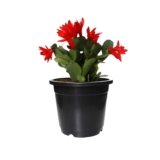 Christmas Cactus in Black Pot