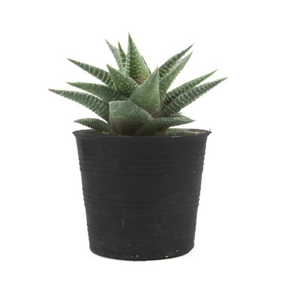 Haworthia limifolia