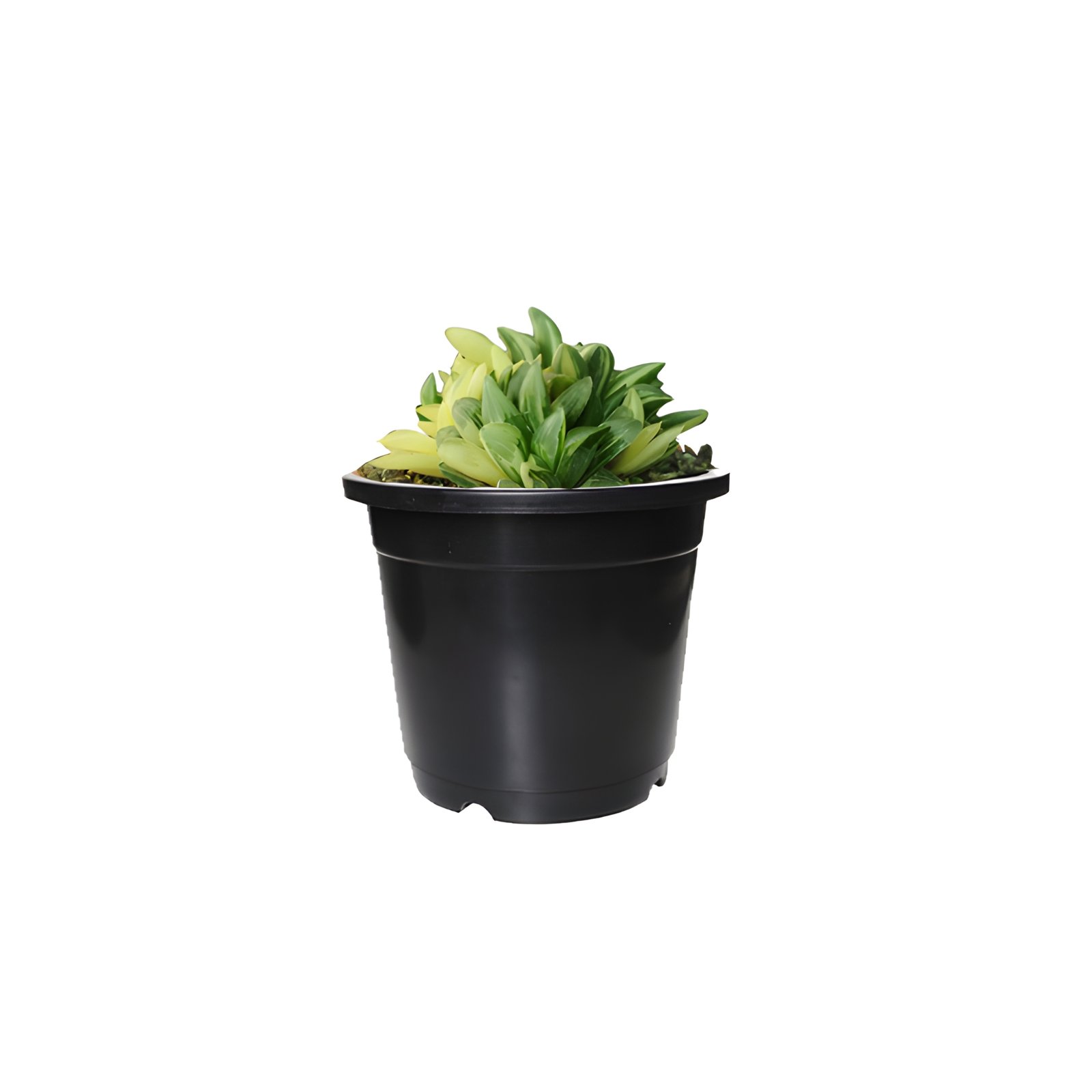 Haworthia retusa Plant Pot Black