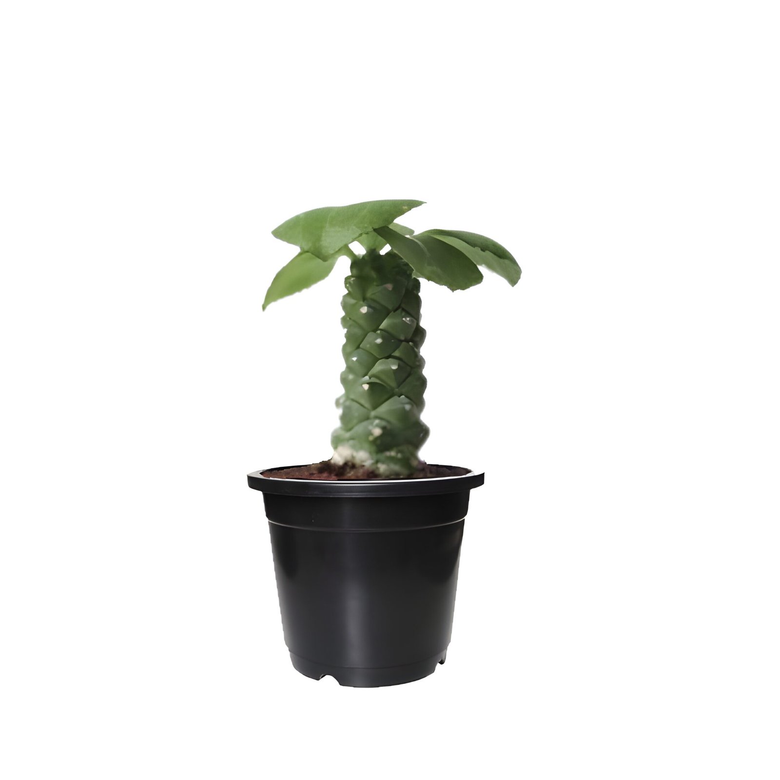 Mondanium cactus Plant