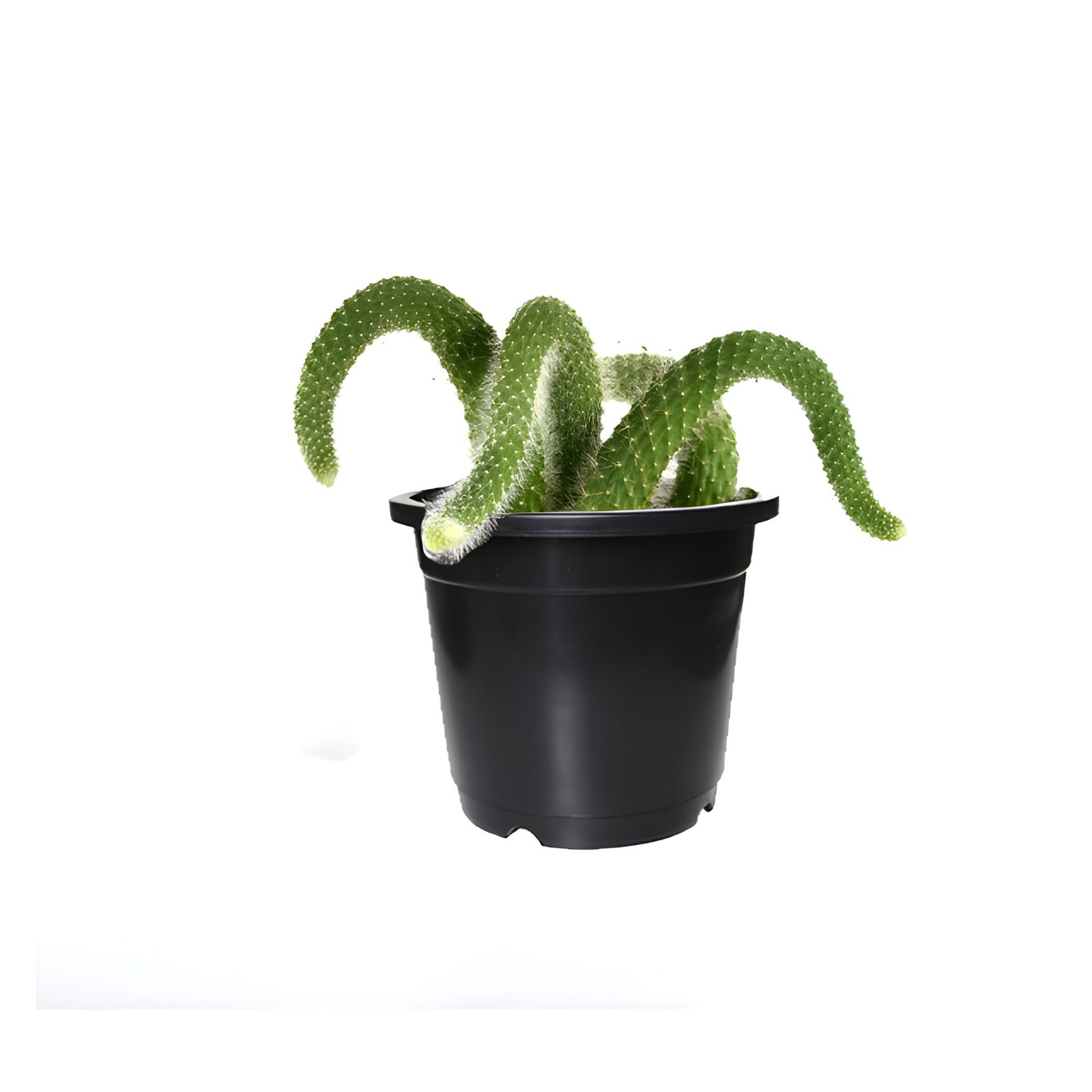 Monkey tail cactus plant