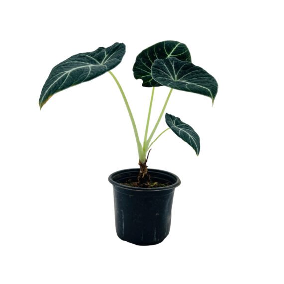 alocasia black velvet