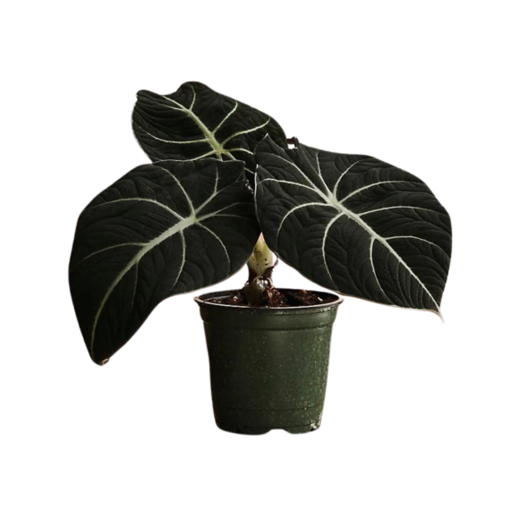 alocasia black velvet plant