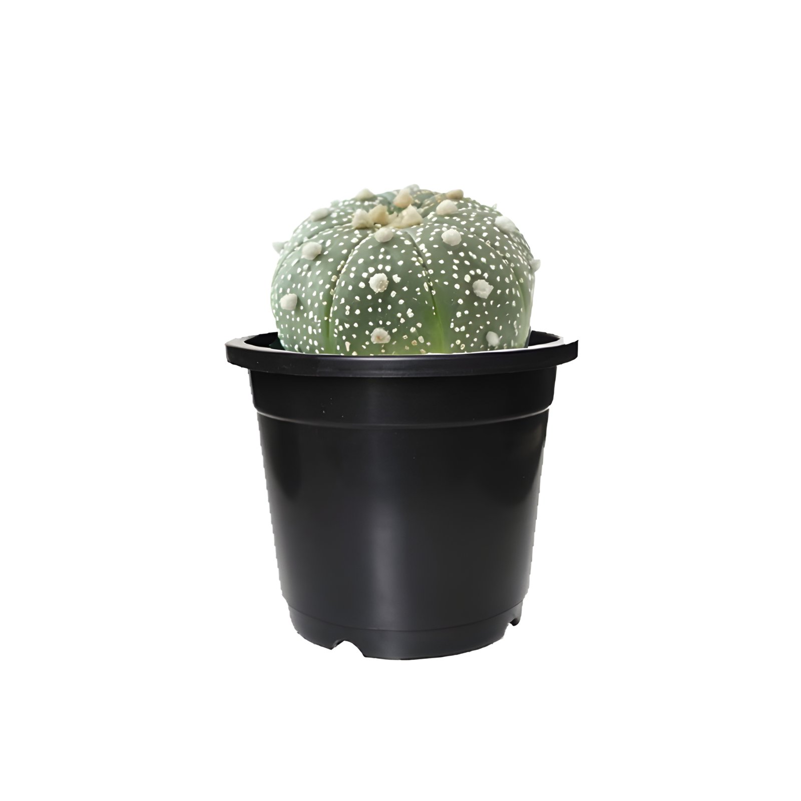 astrophytum asterias Plant Pot