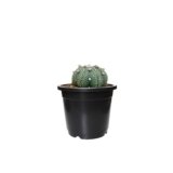 astrophytum asterias Plant Pot of black