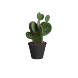 bunny ear cactus