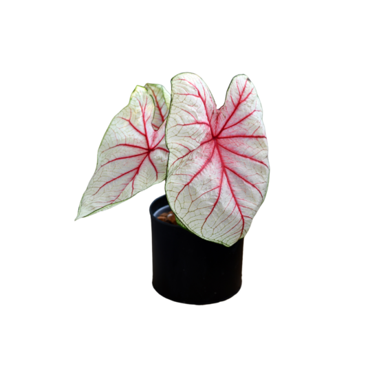 caladium white