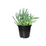 chalk stick plant black pot