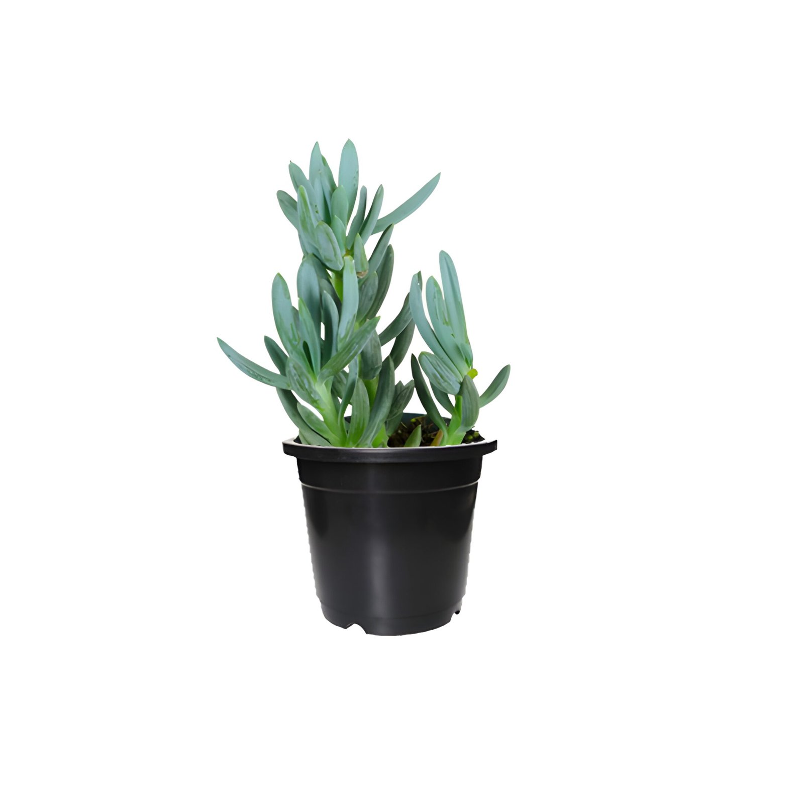 chalk stick plant pot