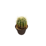 golden barrel cactus