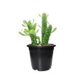 monadenium cactus plant in black pot