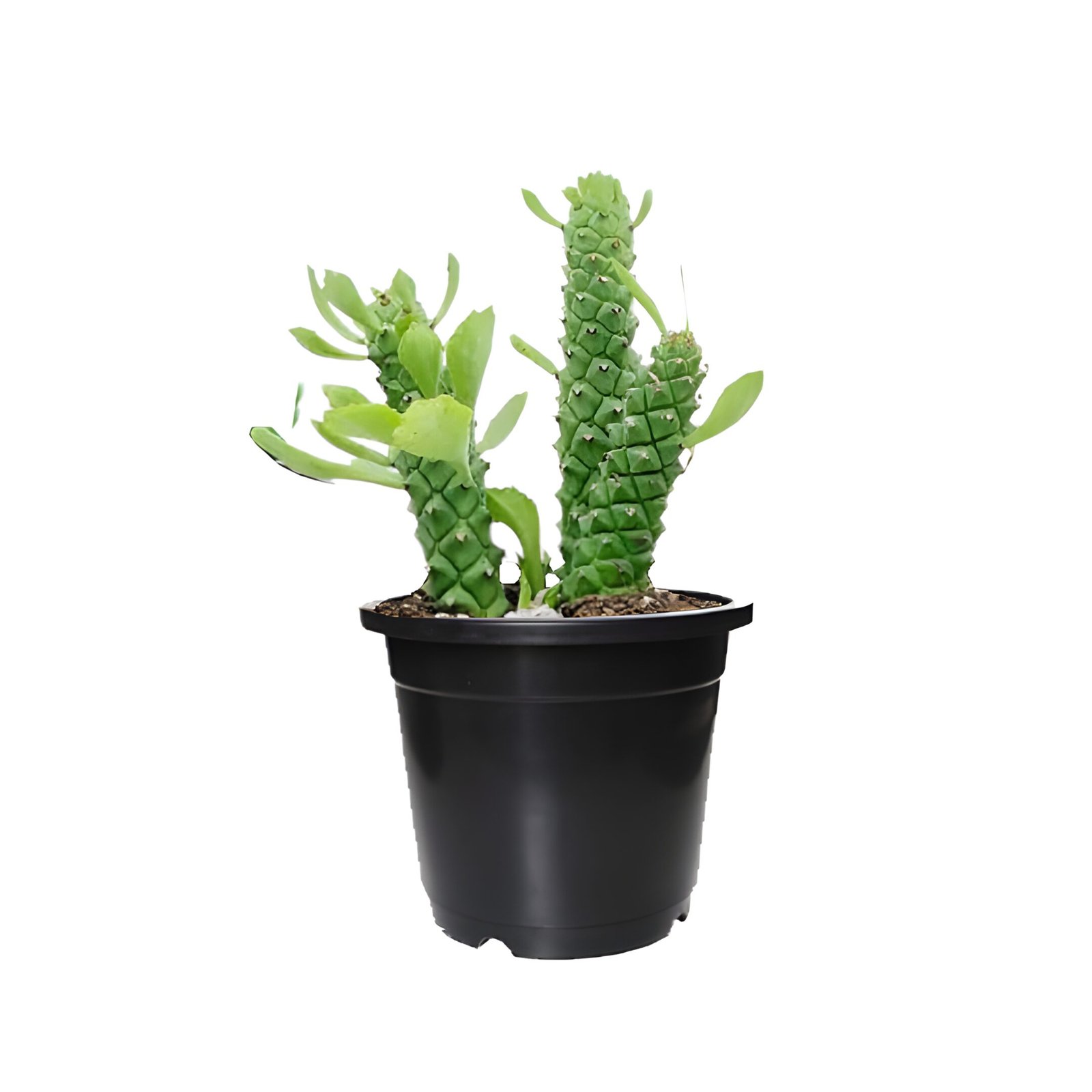 monadenium cactus plant in black pot