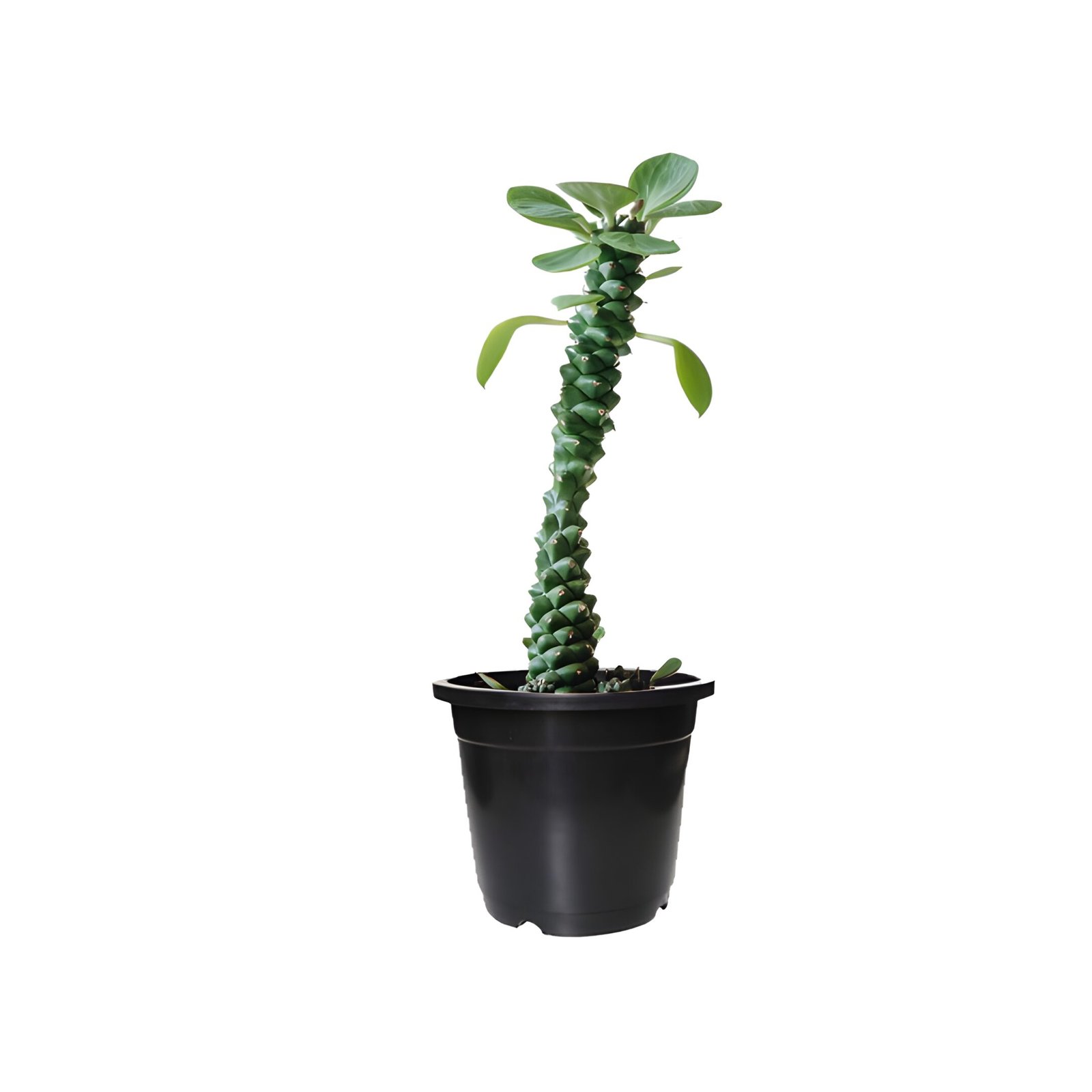 Monadenium Ritchiei Cactus Plant - Image 3