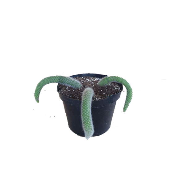 monkey tail cactus plant