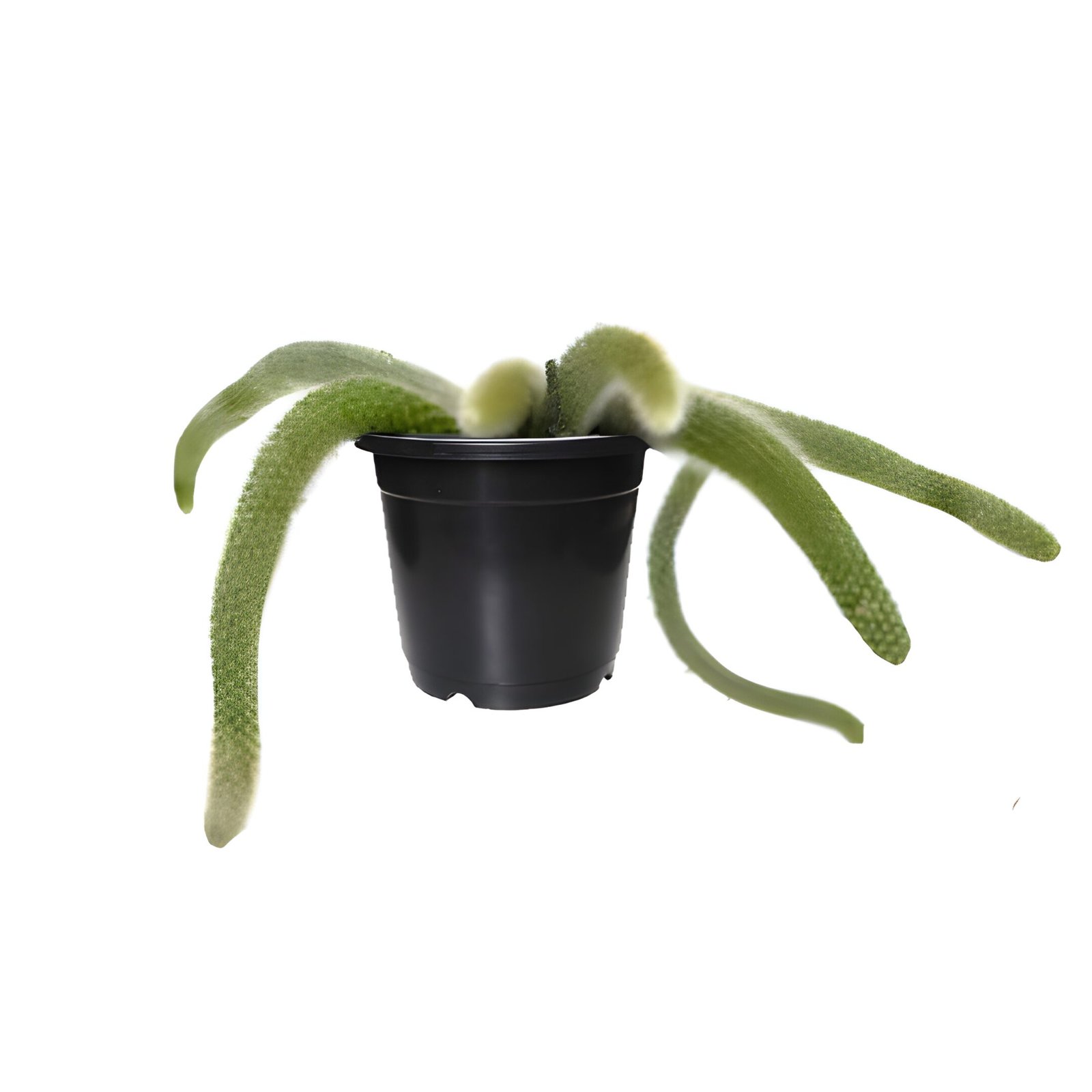 monkey tail cactus plant pot