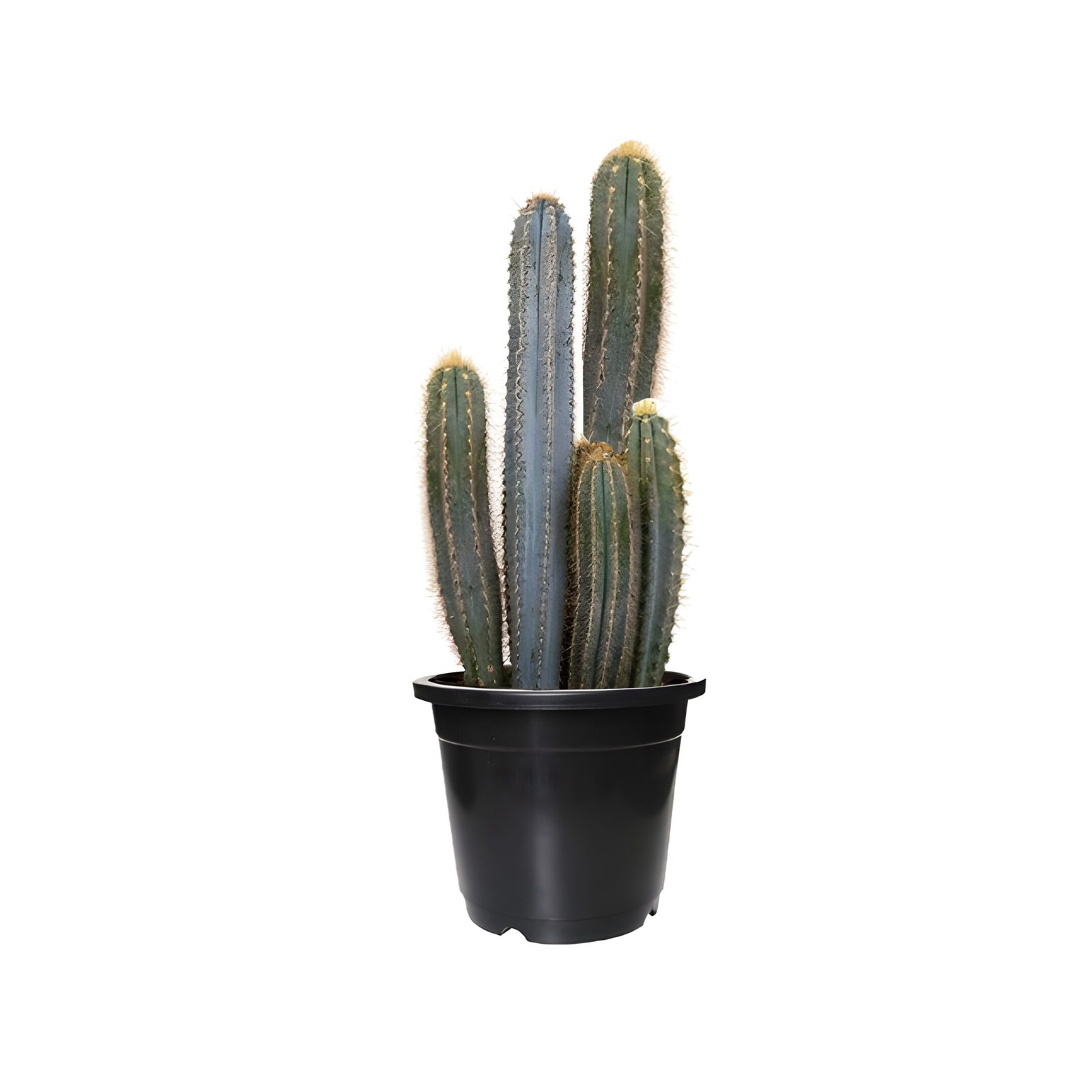 pilosocereus paschycladus in black pot