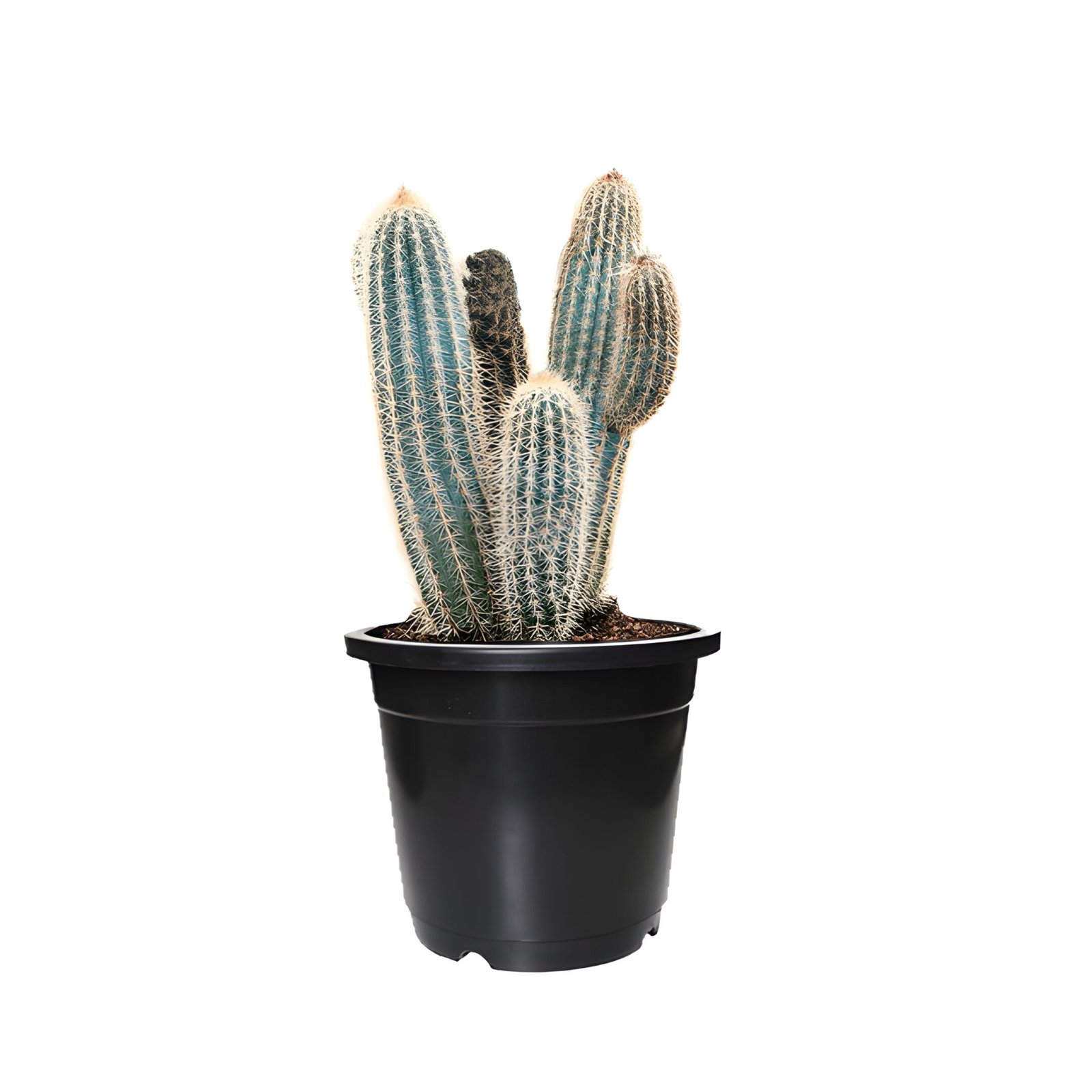 pilosocereus paschycladus plant in black pot