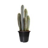 pilosocereus paschycladus pot