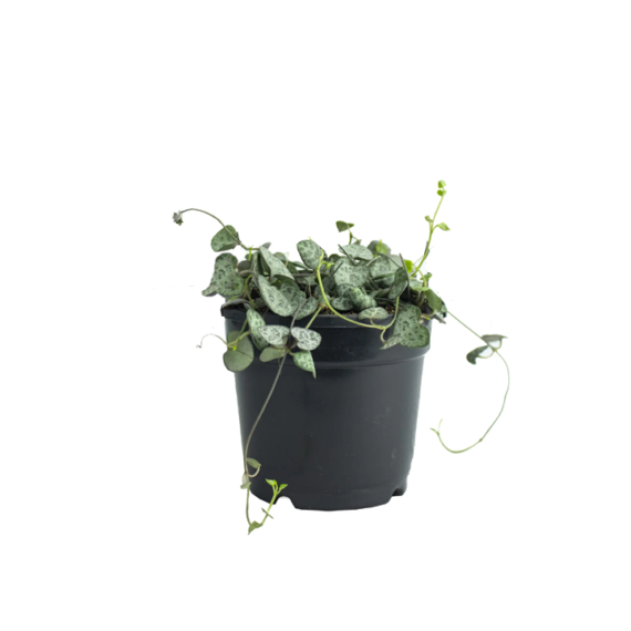 string of hearts plant