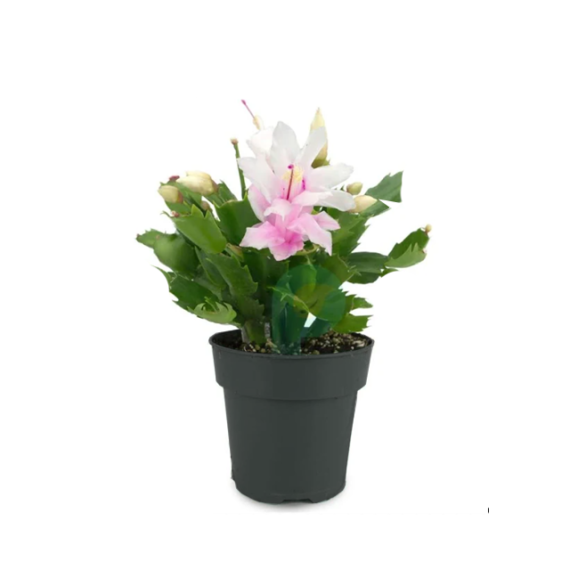 white christmas cactus