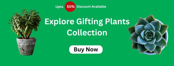 gifting collection