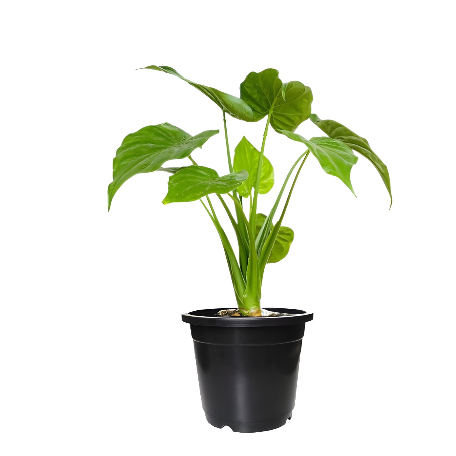 Alocasia Caculatta Plant Pot