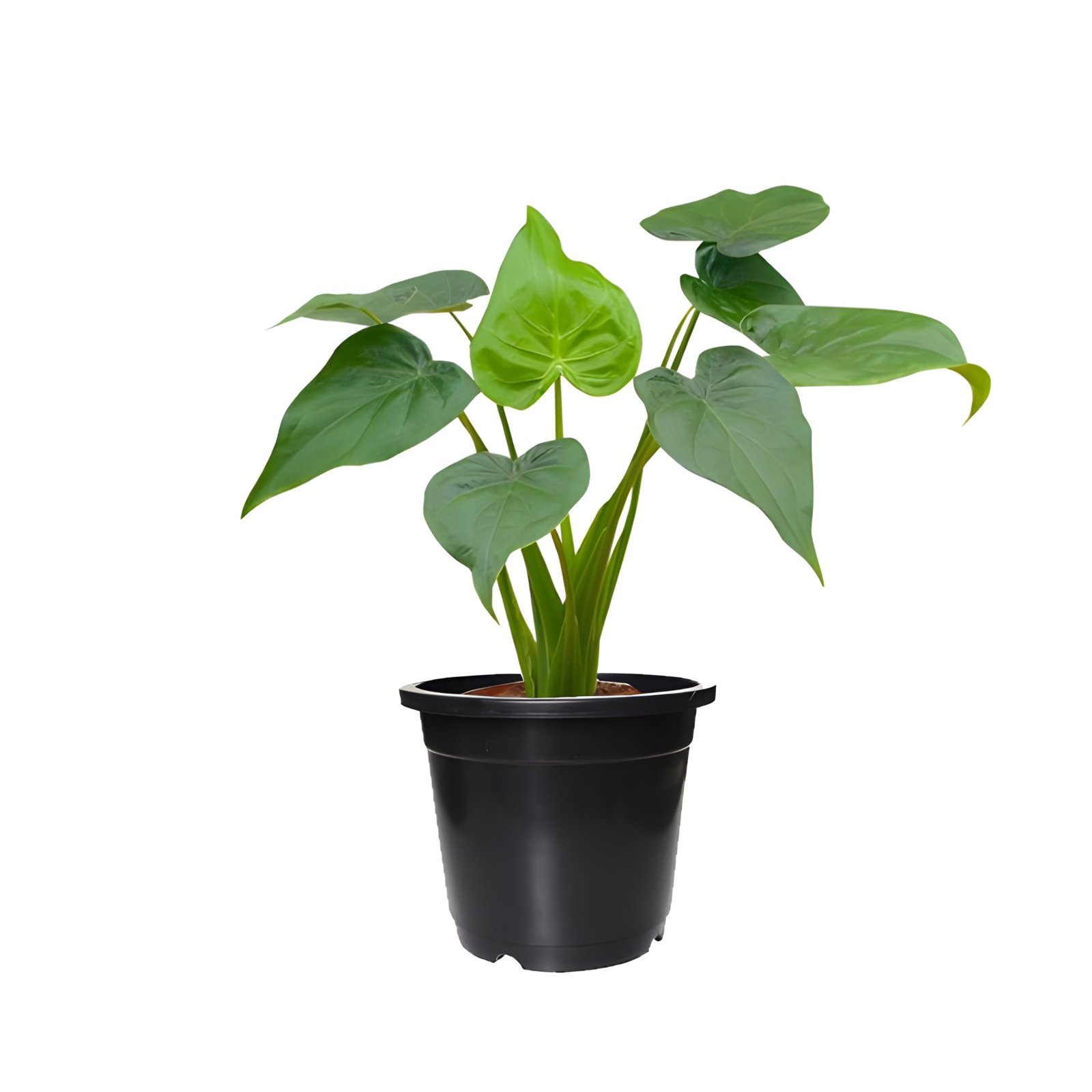 Alocasia Caculatta Plant Pot Black