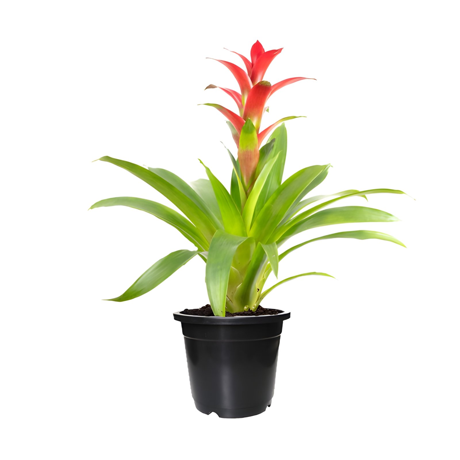 Guzmania Bromeliad Red Plant In Black Pot