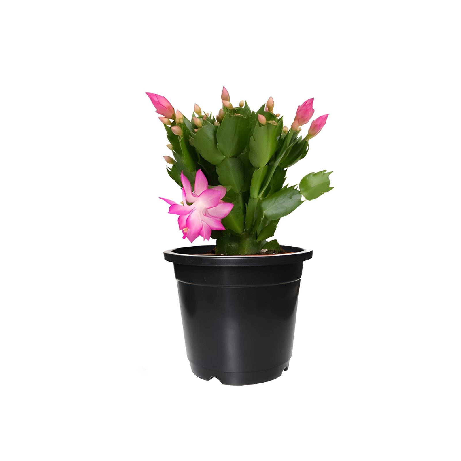 Pink Christmas Cactus Plant