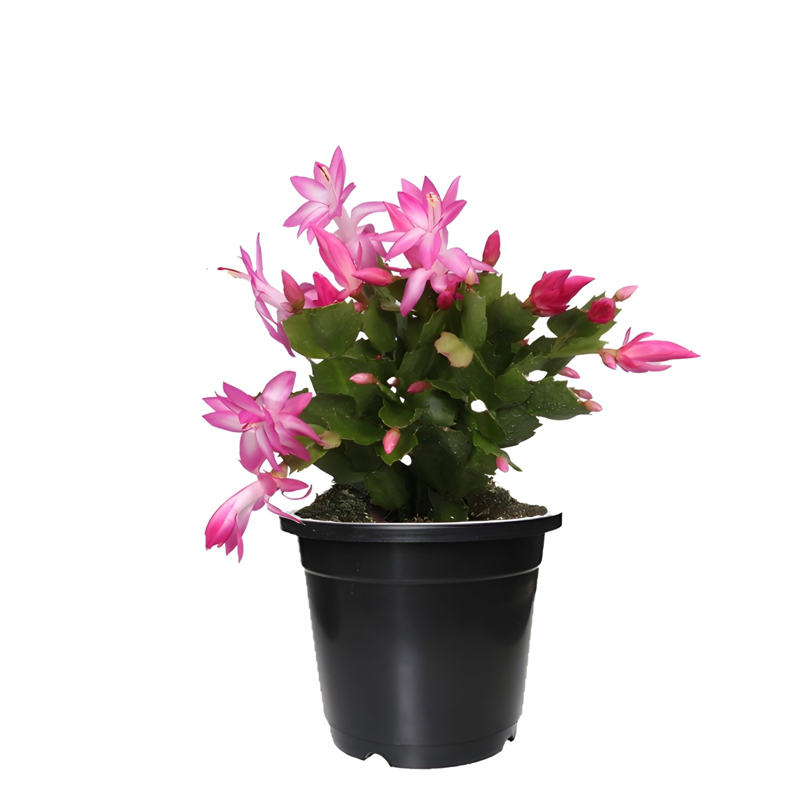 Vibrant Pink Christmas Cactus Plant Black Pot