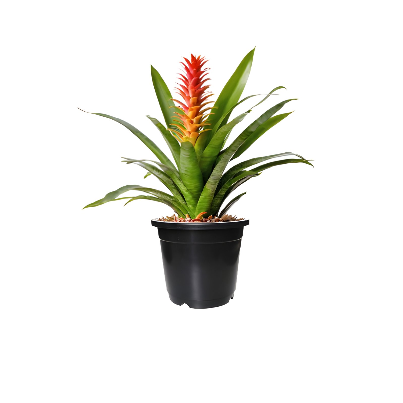 Vriesea Bromeliad Plant