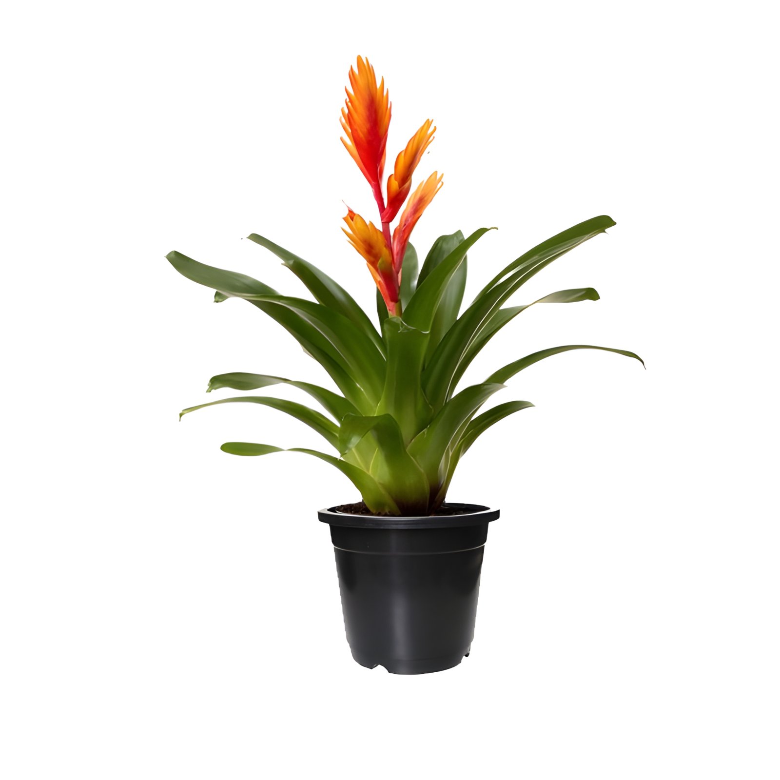 Vriesea Bromeliad Plant Pot