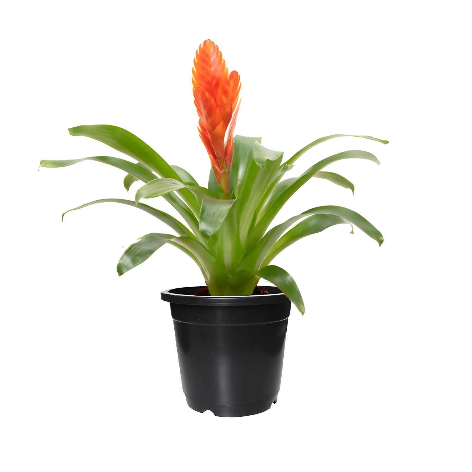 Vriesea Bromeliad Plant in Black Pot