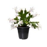 White Christmas Plant Pot Black