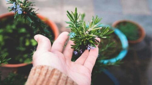 rosemary plant care tips