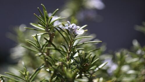 rosemary plant temperature